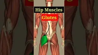 Gluteal Muscles #3d #shortvideo #shorts #animation #anatomy