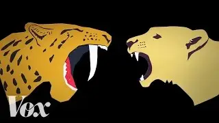 How saber-toothed cats grew their mouth swords