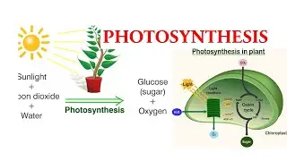 PHOTOSYNTHESIS IN DETAIL