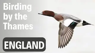 Urban Birding Trip to Dartford & Crayford Marshes