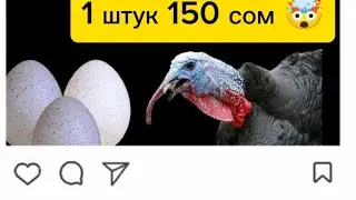 Шок 😳 150 сомго. 1 штук жумуртка : бул апа тез байып кетгизи келгенго.