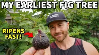 The #1 Fig Every Gardener Can Grow For Big, Early Fig Harvests