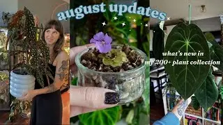 🌿 houseplant walk through 🌿 pest updates & how all my plants are doing!