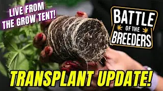 Transplant Update Battle Of The Breeders! Did they make it?!