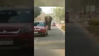 Elephant chases into the car at Satgaon area of Narengi Army Cantonment in Guwahati.