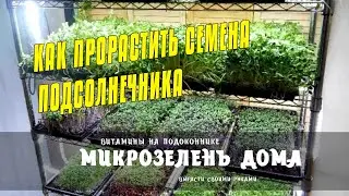 МИКРОЗЕЛЕНЬ - КАК ПРОРАСТИТЬ СЕМЕНА ПОДСОЛНЕЧНИКА НА МИКРОЗЕЛЕНЬ