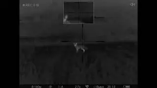 22lr. Охота на лис с мелкашкой / Fox hunting with 22lr