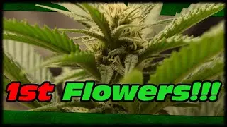 ROYAL GORILLA'S FLOWERING!!! FIRST FLOWERS SHOWING!!! FIRST TIME MARIJUANA GROW VLOG DIARY!!!