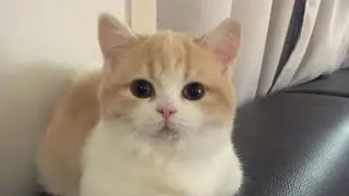 😂 Funniest Cats and Dogs Videos 😺🐶 || 🥰😹 Hilarious Animal Compilation №596