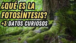 ¿Qué es la Fotosíntesis? +3 Datos Curiosos