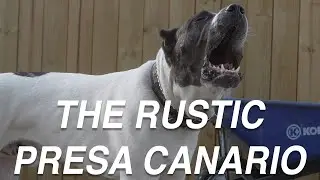 THE PRESA CANARIO DOG YOU DIDNT KNOW WAS A PRESA