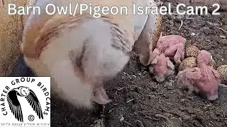 LIVE Barn Owl/Pigeon Israel Cam 2| תנשמת | The Charter Group of Wildlife Ecology