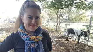 ОБУЧЕНИЕ ОСЛА МАРКО  || HORSES donkeys & KATRIN Super life