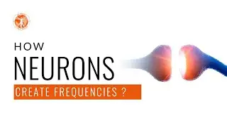 How Neurons Create Frequencies?