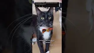 БРОСИЛИ КОТЕНКА ИЗ ПРИЮТА??? #кот #котята #котик #история