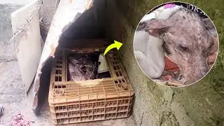 Locked there all her life, the cancer dog burst into tears when she had a blanket
