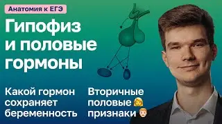 6.84. Гипофиз и половые гормоны | Анатомия к ЕГЭ | Георгий Мишуровский