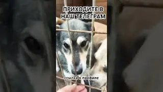 Доброе утречко #приютхвостатоесчастье