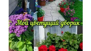 Мой цветущий дворик. Обзор цветника в июле.🌺☀️🌼#садвцветах#цветы#flowers#garden#сад