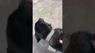Рольфик снова на связи #дача #cute #животные #собака #farming