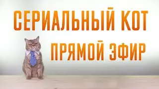 Сериальный Кот - Стрим