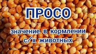 Просо. Его значение в корме для с/х животных.