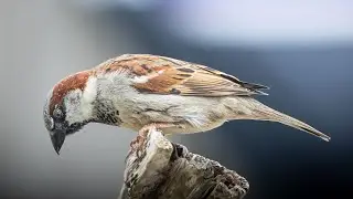 Birdwatching in the Garden