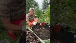 Правильная посадка роз #дача #лайфхаки #огород #сад #цветы #garden