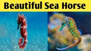 The Most Beautiful SeaHorse #wildanimals #seahorses