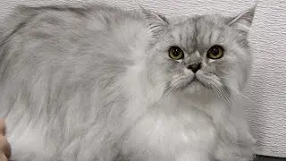Are cats or dogs easier to groom? | Gorgeous Himalayan/Persian