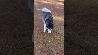 Husky THROWS A FIT When Another Husky Steals Her Stick!!!