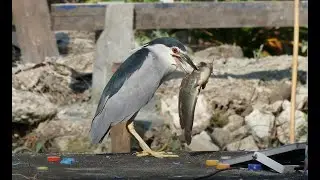 Black-crowned Night Heron struggles with a big fish