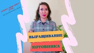 Выращивание котовника из семян.