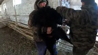 Эдильбаевские ягнята .