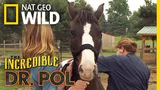 Examining a Horse for Parasites | Incredible Dr. Pol