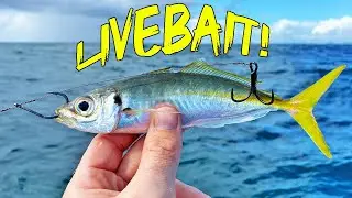 Irresistible!! Everything LOVES a livebait!