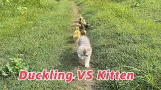 Cute animal running race👍! The kitten and duckling race is exciting.cow has no manners.interesting