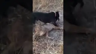 Pitbull attacks Coyote to protect Owner! Pitbull and coyote fight! (Graphic Footage)