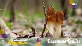 Весенние Грибы. Сьедобные и Ядовитые. Осторожно!  [Рыбалка с Дядей Федором №5]