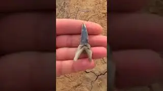 Finds of ancient shark teeth #shorts #shark #tracking #adventure #prepper