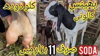 Only 11K Kids for 2024 | Bhains Colony Bakra Mandi Update | cheapest Mandi |Sasti Mandi 28-July-2023