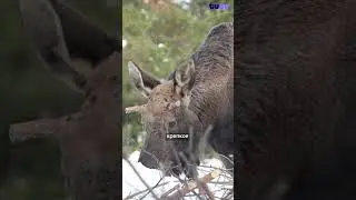 Лосиное молоко — жутко полезная штука, но добыть его не так уж просто