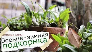 Как правильно подкармливать домашние цветы зимой и осенью? Правила подкормки домашних цветов!