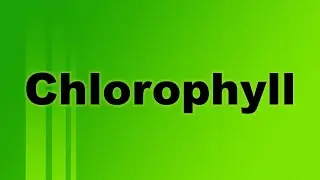 Chlorophyll Definition and Function