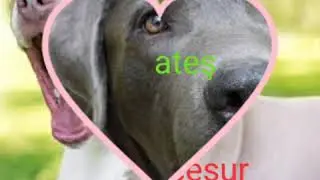 En Güzel köpek isimleri #1