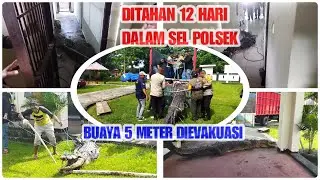 Ditahan 12 Hari dalam Sel Polsek Kairatu Barat Buaya 5 Meter Ini Akhirnya Bebas