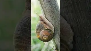 🐌 ¿Qué es la FOTO MACRO? 