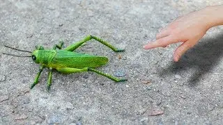 GIANT GRASSHOPPER!