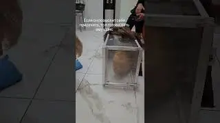 НИ ДНЯ БЕЗ КОШАЧЬИХ ПРИКЛЮЧЕНИЙ