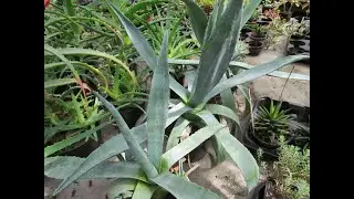 Суккуленты/кактусы/агава/Succulents/cacti/agave#succulents